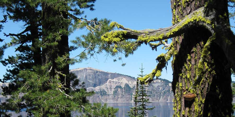 Trees reaching out to each other at Crater Lake, Oregon