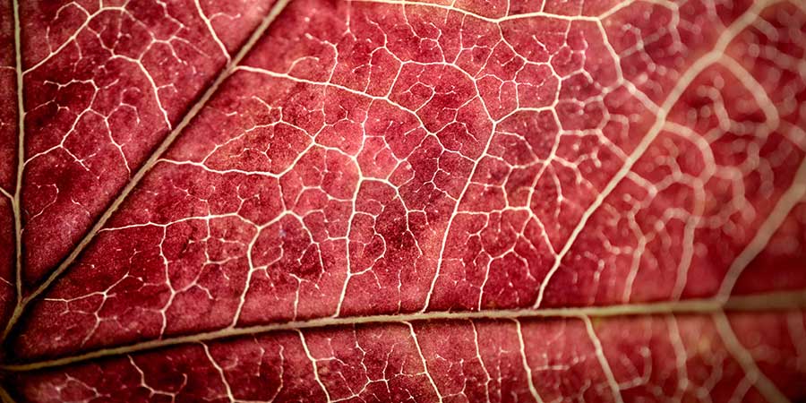 Red Leaf with Veins